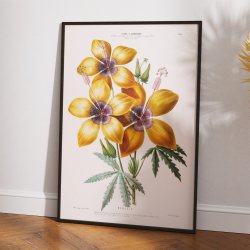 Hibiscus gul blomst - botanisk plakat