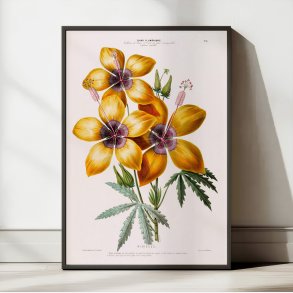 Hibiscus gul blomst - botanisk plakat
