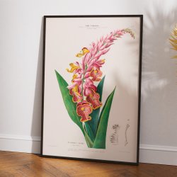 Lavandine blomst - vintage botanisk kunst