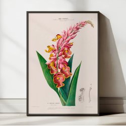 Lavandine blomst - vintage botanisk kunst