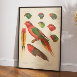 Papagje arter - Loriini fuglearter