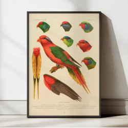 Papagje arter - Loriini fuglearter