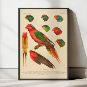 Papagje arter - Loriini fuglearter