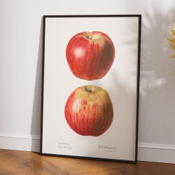 bler - Malus Domestica - 1921