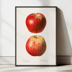 bler - Malus Domestica - 1921