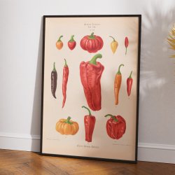 Chilipeber - Ernst Benary - 1876