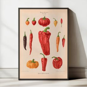 Chilipeber - Ernst Benary - 1876