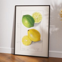 Citronskiver - Ellen Isham Schutt - 1908