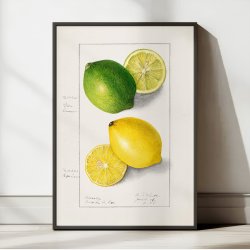 Citronskiver - Ellen Isham Schutt - 1908