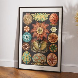 Spunge 1904 - Ascidiae - Plakat