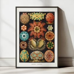 Spunge 1904 - Ascidiae - Plakat