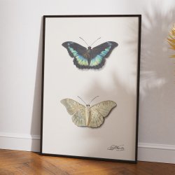 Sommerfugl - Georgius van Os - 1800-tallet