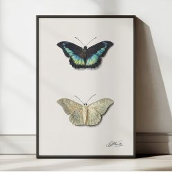 Sommerfugl - Georgius van Os - 1800-tallet