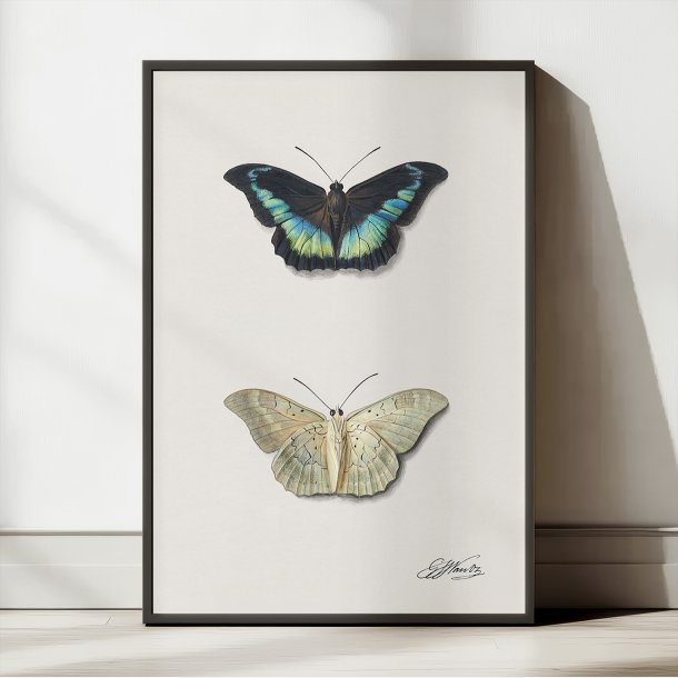 Sommerfugl - Georgius van Os - 1800-tallet