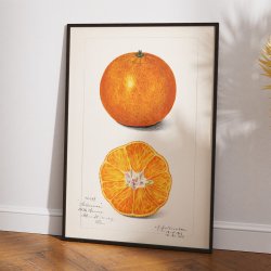 Appelsin - Citrus Sinensis - Amanda A. Newton - 1916