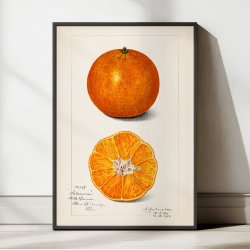 Appelsin - Citrus Sinensis - Amanda A. Newton - 1916