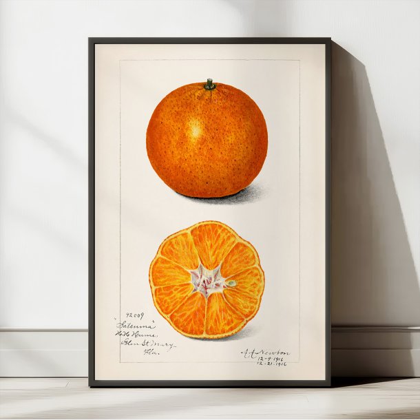 Appelsin - Citrus Sinensis - Amanda A. Newton - 1916
