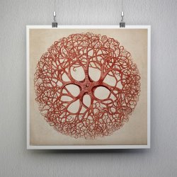 Dyrisk tvrsnit - Ledorm &amp; Nldecelledyr