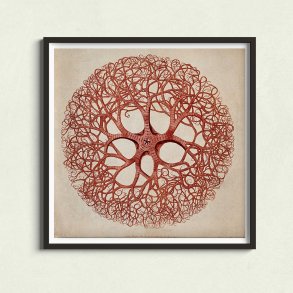 Dyrisk tvrsnit - Ledorm & Nldecelledyr