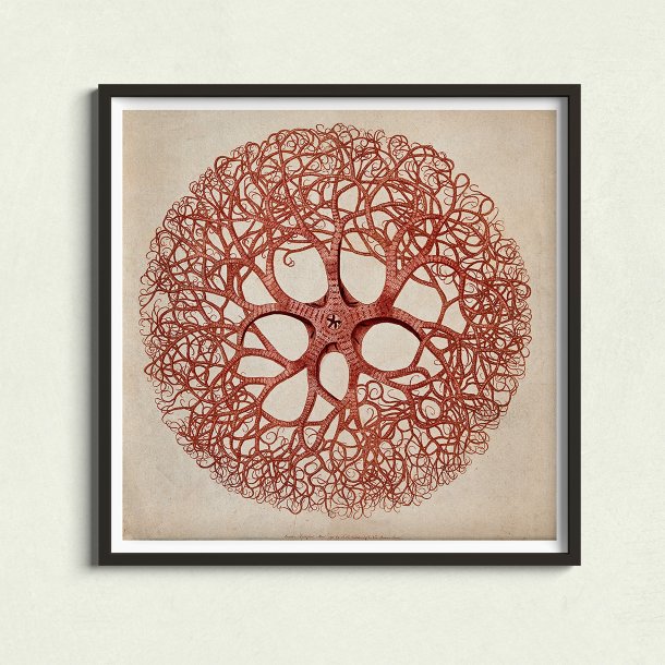 Dyrisk tvrsnit - Ledorm &amp; Nldecelledyr