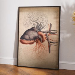 Hjertet med arterier - 1800-tallet