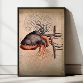 Hjertet med arterier - 1800-tallet