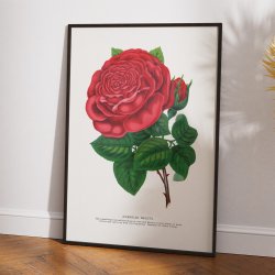 American Beauty - rd rose - 1900