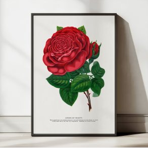 American Beauty - rd rose - 1900