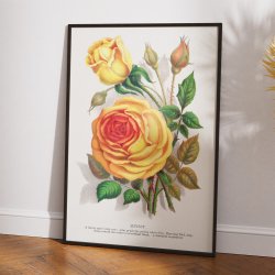 Gul rose - botanisk litografi - 1900