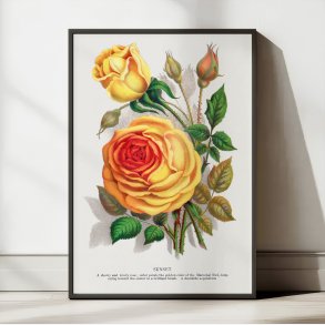 Gul rose - botanisk litografi - 1900