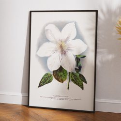 Clematis blomst - hvid botanisk akvarel