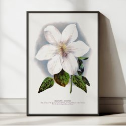 Clematis blomst - hvid botanisk akvarel