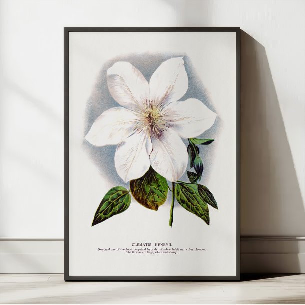 Clematis blomst - hvid botanisk akvarel