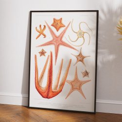 Sstjerner - Stjernefisk - vintage havillustration