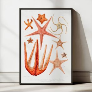 Sstjerner - Stjernefisk - vintage havillustration