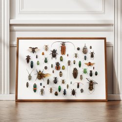 Insekter - llustration - University of Texas