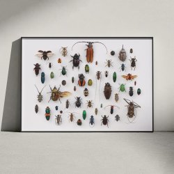 Insekter - llustration - University of Texas