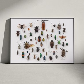 Insekter - llustration - University of Texas