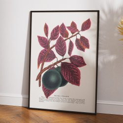 Prunus Pissardi 1900 - Plakat