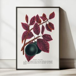 Prunus Pissardi 1900 - Plakat