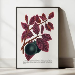 Prunus Pissardi 1900 - Plakat