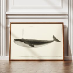 Kaskelothval 1872 - Plakat