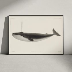 Kaskelothval 1872 - Plakat