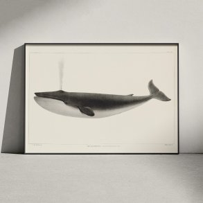 Kaskelothval 1872 - Plakat