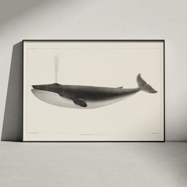 Kaskelothval 1872 - Plakat