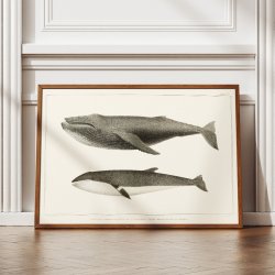 Pukkelhval og minke-hval - Biologi plakat - 1872