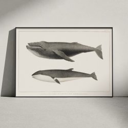 Pukkelhval og minke-hval - Biologi plakat - 1872