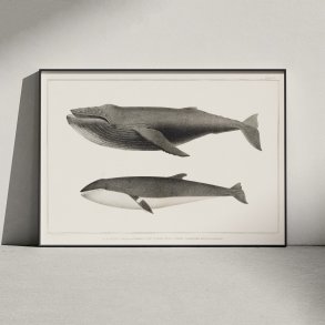 Pukkelhval og minke-hval - Biologi plakat - 1872