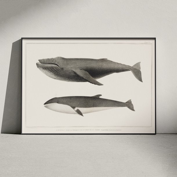 Pukkelhval og minke-hval - Biologi plakat - 1872