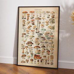 Svampe 1907 - Adolphe Millot